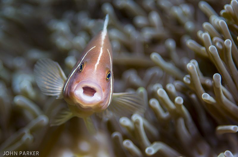 Kissing Clown Fish by John Parker 