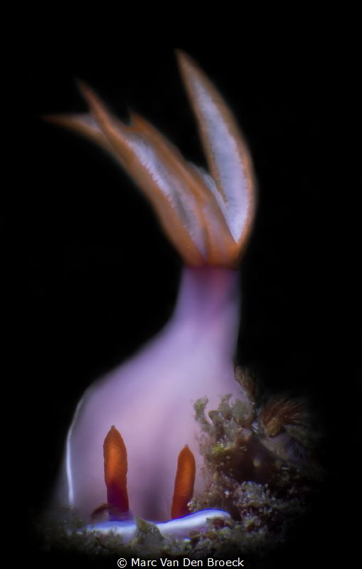 pink by Marc Van Den Broeck 