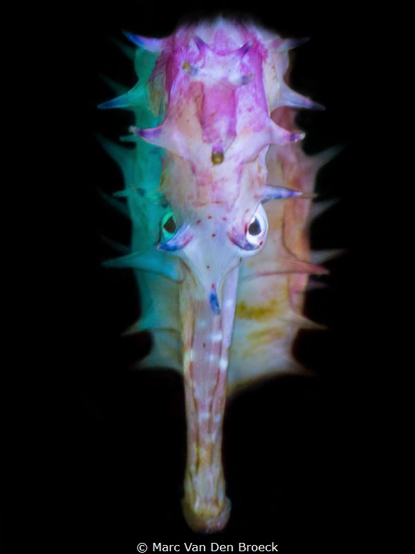 the evil eyes by Marc Van Den Broeck 
