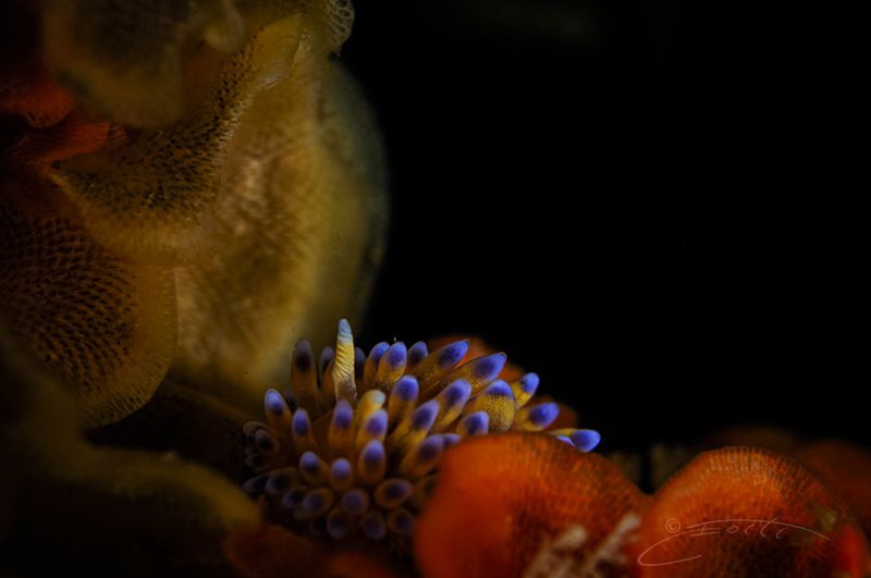 ~ Little Flame ~ by Geo Cloete 