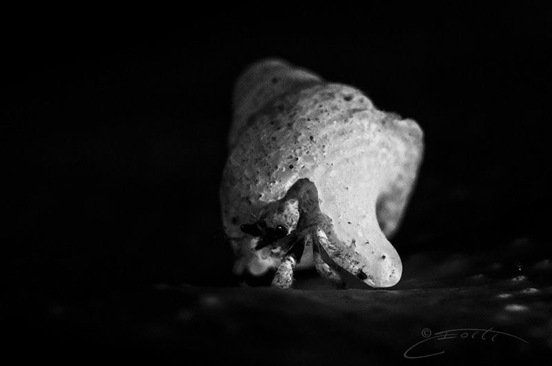 ~ Following My Shadow ~ by Geo Cloete 