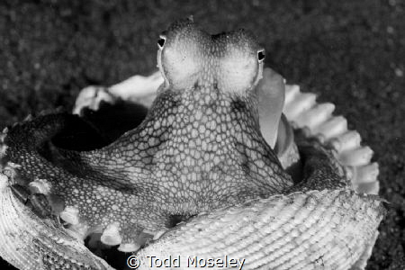 Coconut octopus in B&W by Todd Moseley 