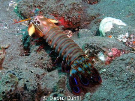 Peacock Mantis Shrimp Talamben Bali by Debra Cahill 