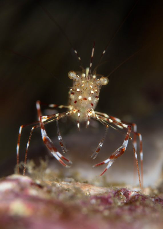 Shrimp by James Deverich 