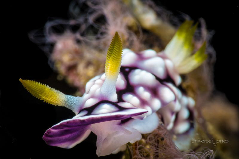 Goniobranchus geometrica by Wayne Jones 