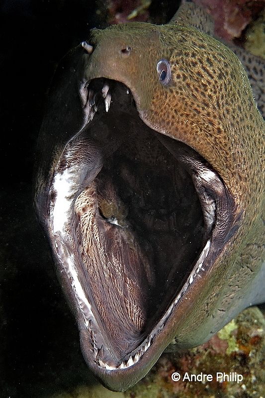 Scream by Andre Philip 