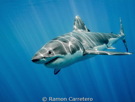 Great White Shark at Guadalupe Island by Ramon Carretero 
