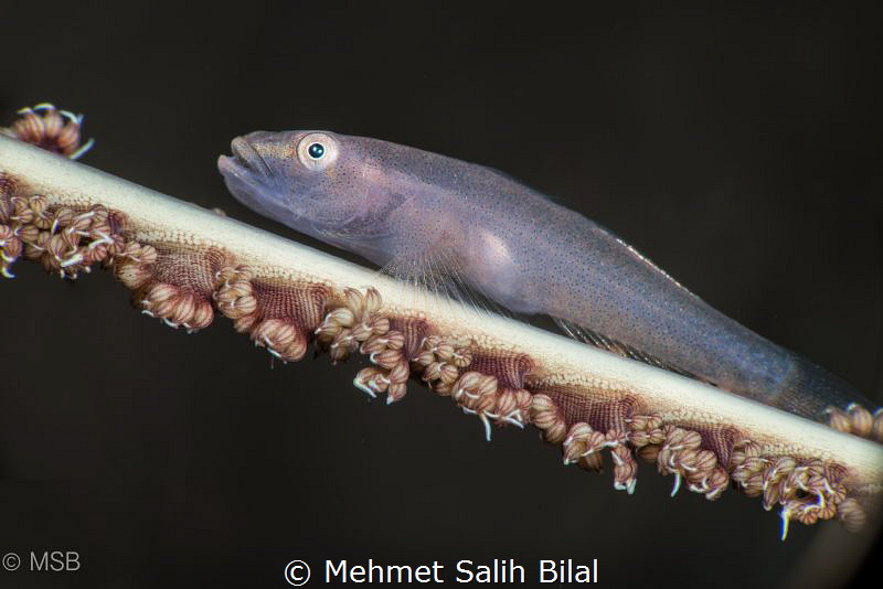 Wire coral Goby. by Mehmet Salih Bilal 