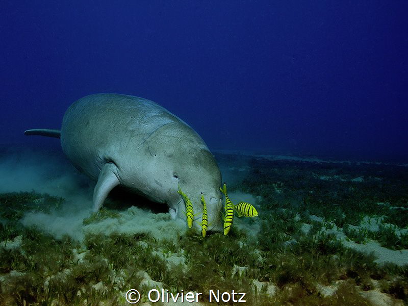 Dugong at Sheik Malek by Olivier Notz 