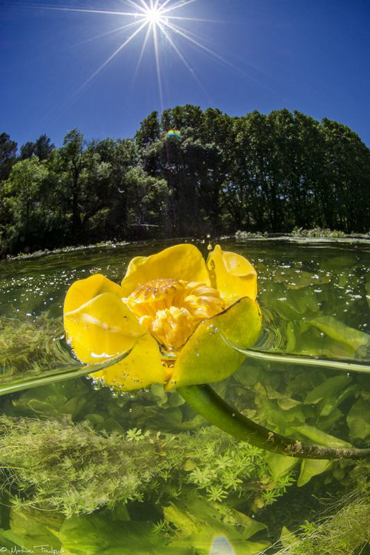 Nuphar lutea by Mathieu Foulquié 