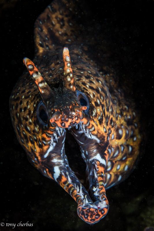 Dragon Moray, Kauai, HI by Tony Cherbas 