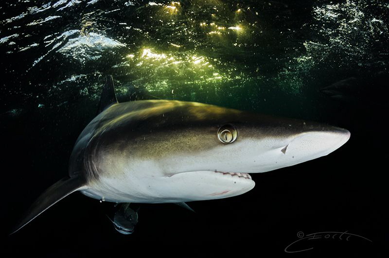 ~ Green and Gold ~ by Geo Cloete 