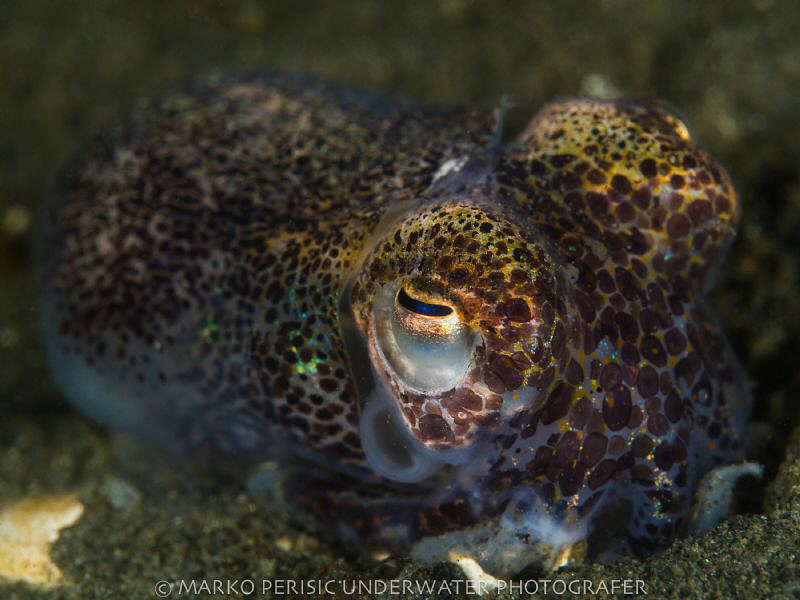 CEPHALOPODA SEPIIDA SEPIOLIDAE IV by Marko Perisic 