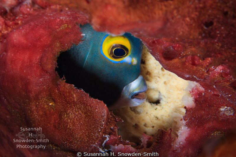 A French Angelfish is framed by a red sponge as it pushes... by Susannah H. Snowden-Smith 