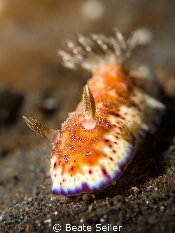 Nice Nudi by Beate Seiler 