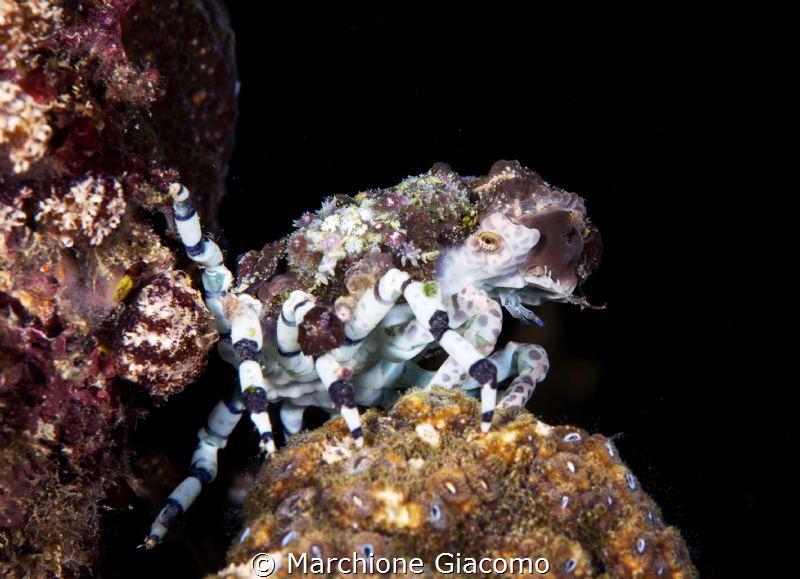 Nikon d800E, 105 macro , two strobo
Moal Boal . Filippine by Marchione Giacomo 