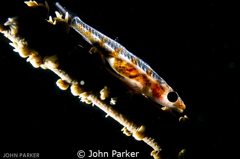 Glowing Goby by John Parker 