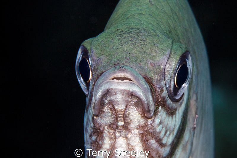 Damsel fish portrait by Terry Steeley 