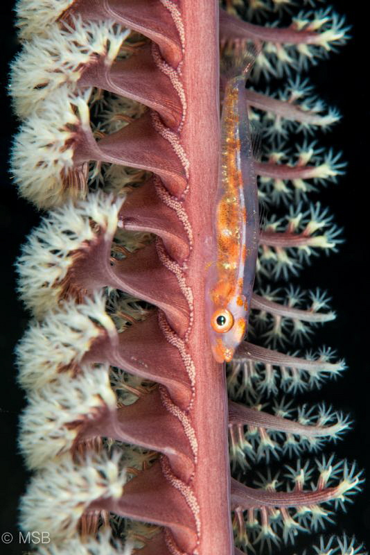 Goby on the sea pen. by Mehmet Salih Bilal 