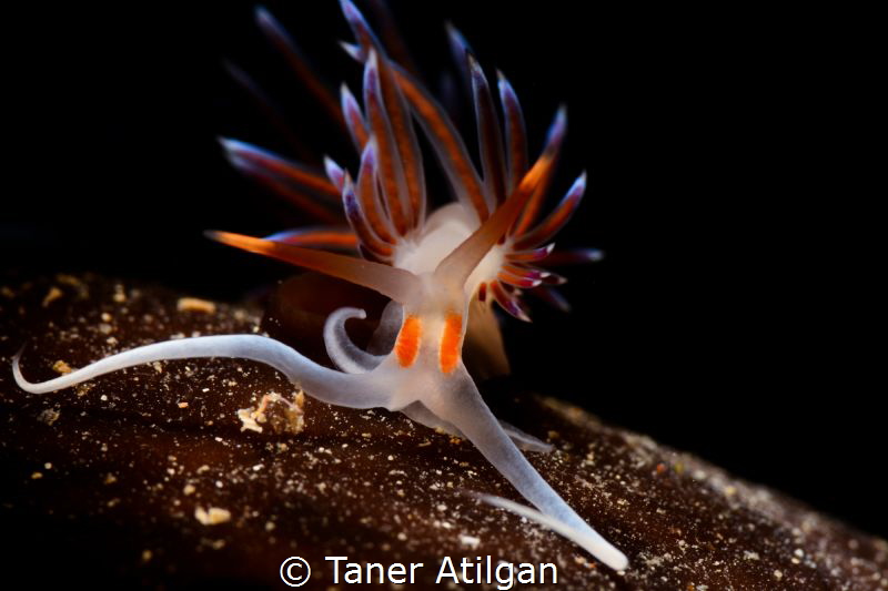 Nudi Portrait by Taner Atilgan 