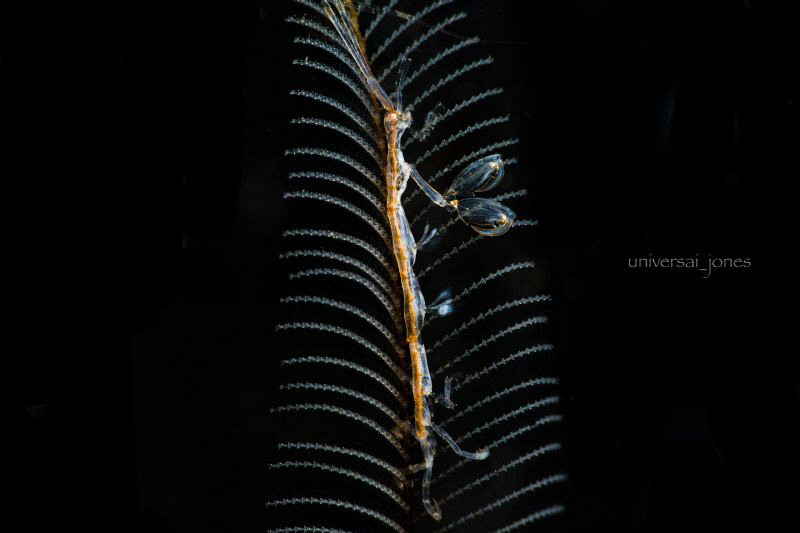 Caprella sp. by Wayne Jones 
