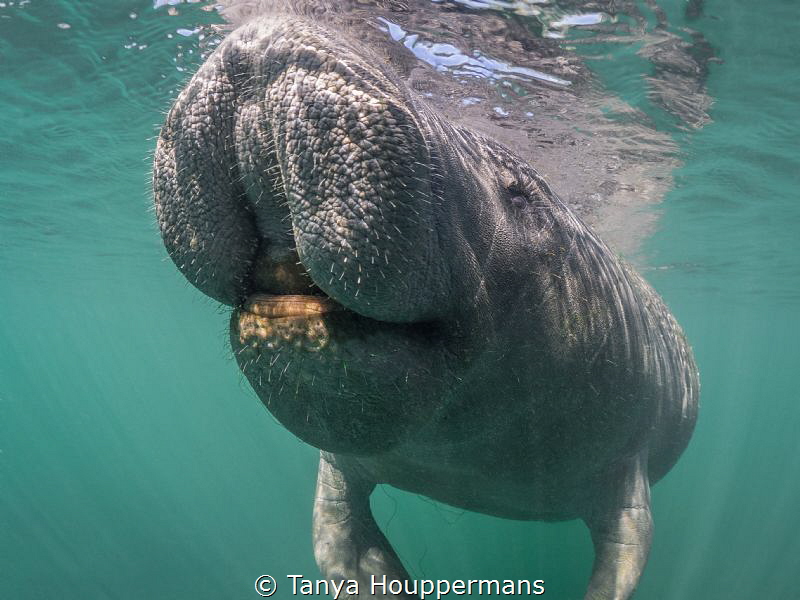Joyous
A 'smiling' manatee in Crystal River, Florida by Tanya Houppermans 