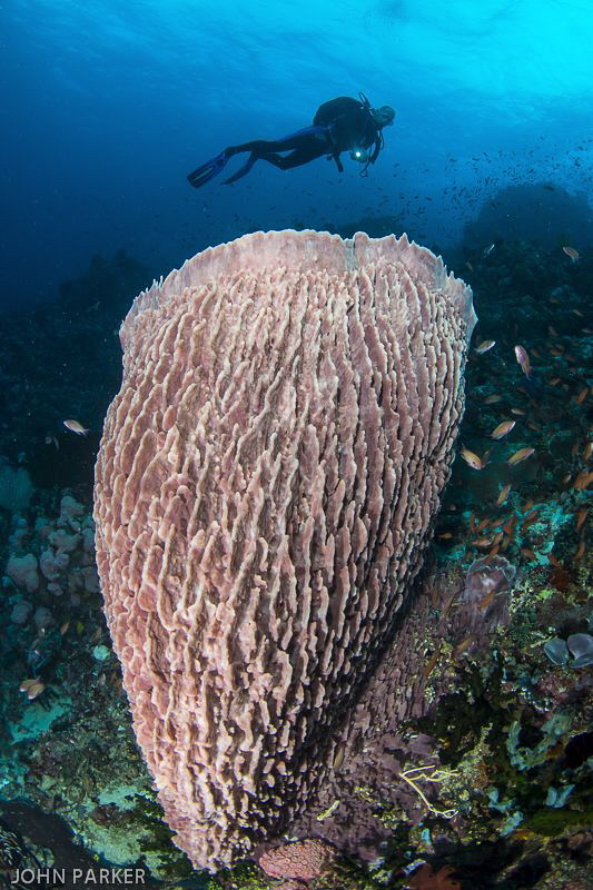 Anilao Reefs.... by John Parker 