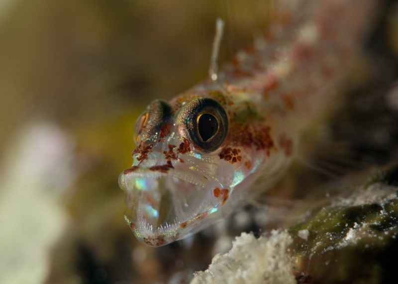 Terror of the deep, the fearsome, the ferocious....... GO... by James Deverich 