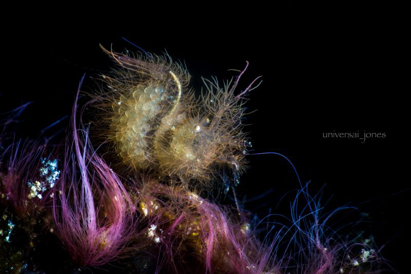 phycocaris simulans by Wayne Jones 