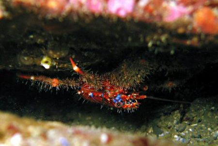 Squat lobster on the Weybourne chalk gullies off the Norf... by Dawn Watson 