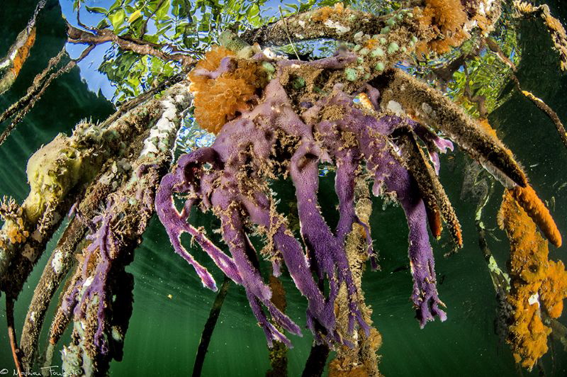 mangrove biodiversity by Mathieu Foulquié 