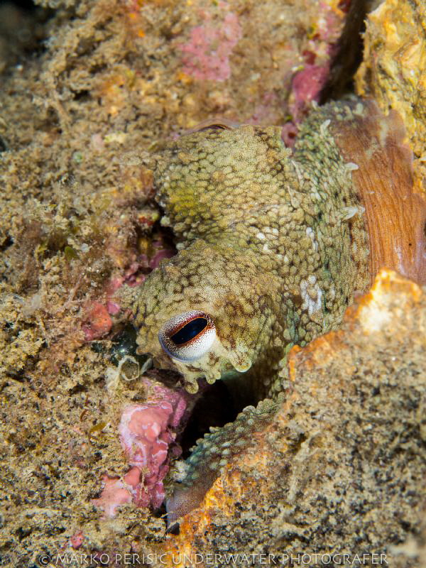 CAMOUFLAGE by Marko Perisic 