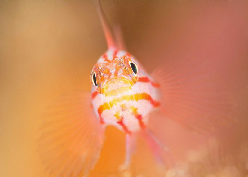 Peppermint / Stripehead Pygmy Goby - Trimma striata by James Deverich 