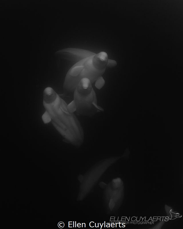 3 Graces, belugas in Hudson bay by Ellen Cuylaerts 