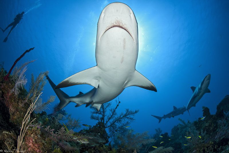 caribbean reef shark by Mathieu Foulquié 