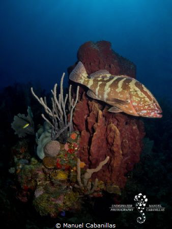 Passing by

Nassau Grouper (Epinephelus striatus), Roat... by Manuel Cabanillas 