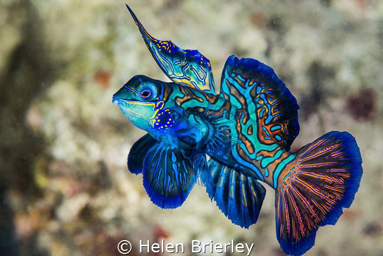 Male Mandarin Fish Display, Yap. by Helen Brierley 