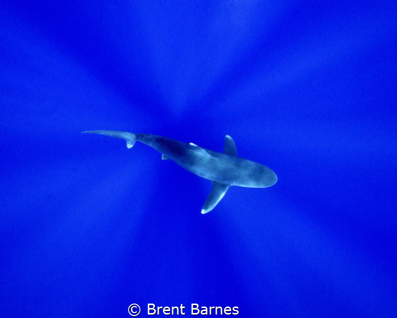 An oceanic white tip shark photographed from above passin... by Brent Barnes 