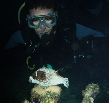 Diver and sleeping masked puffer taken at Sharksbay, Sina... by Nikki Van Veelen 
