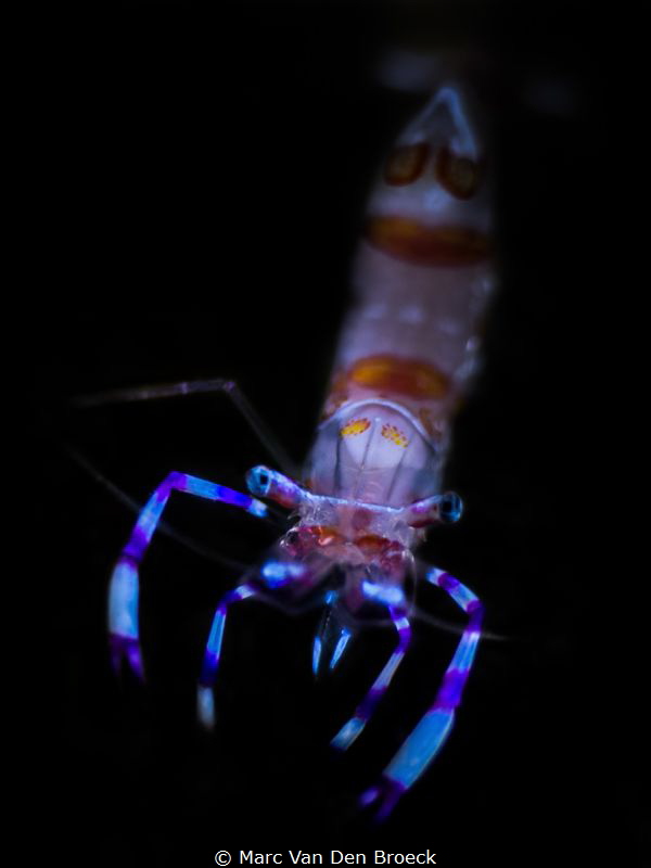 small little Shrimp by Marc Van Den Broeck 