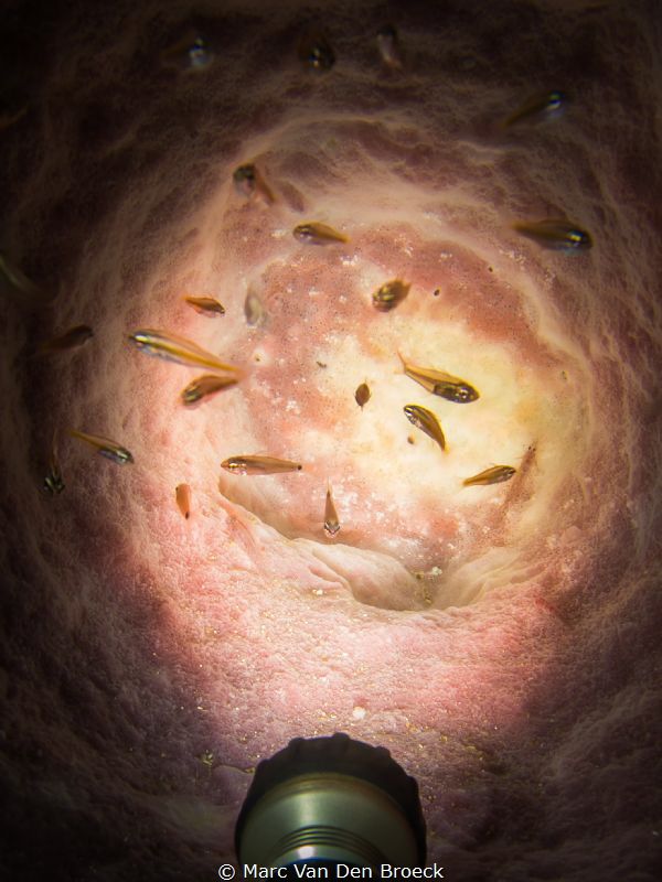 light in the sponge by Marc Van Den Broeck 