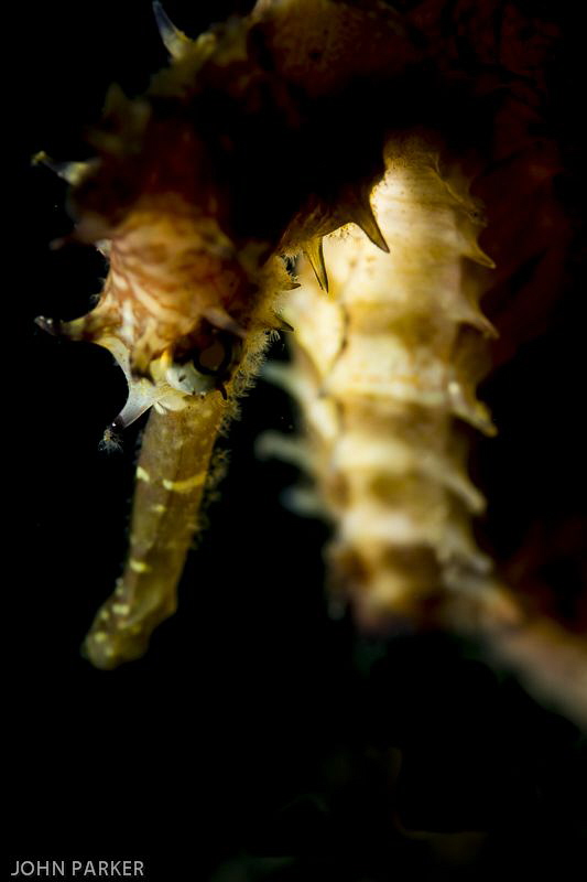 Seahorse .... by John Parker 
