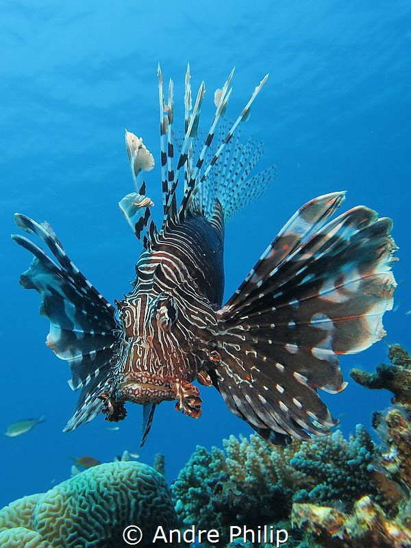 The majestic Lionfish (Pterois miles) by Andre Philip 