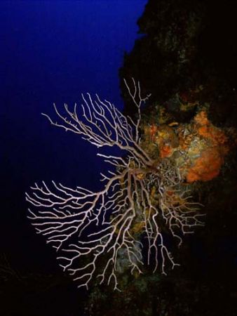 This photo was taken @ Punta Sur in Cozumel after swimmin... by Steven Anderson 