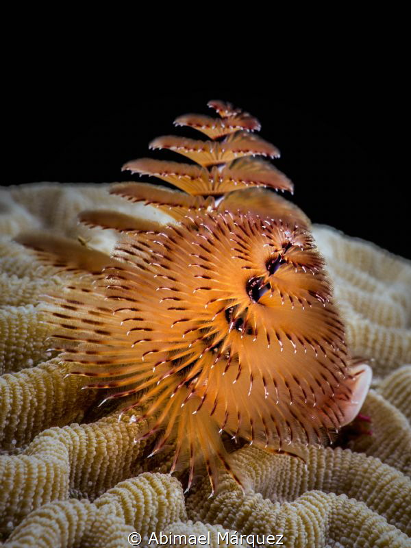 Christmas Tree Worm by Abimael Márquez 