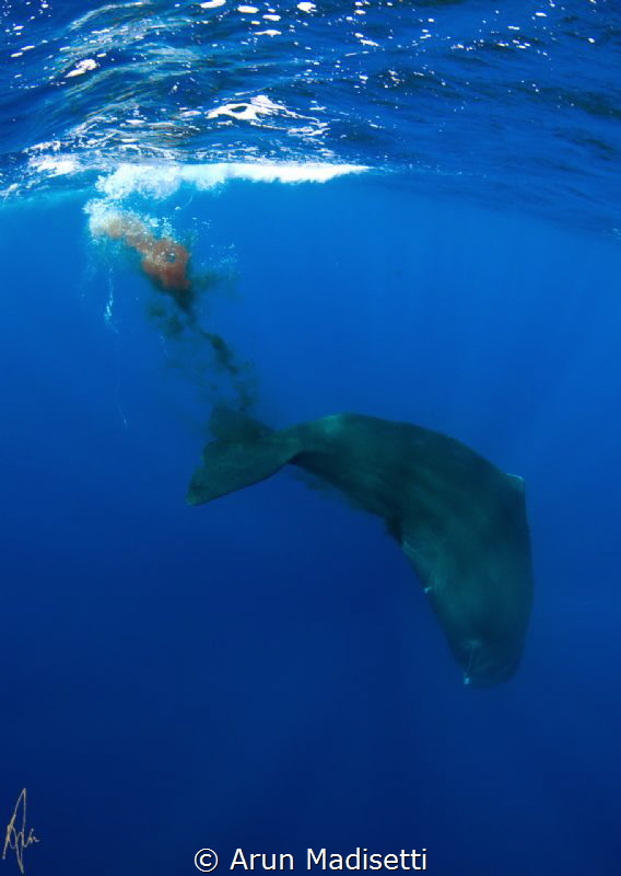 sperm Whale "decompressing" (taken under government permit) by Arun Madisetti 