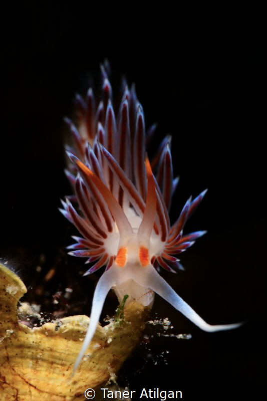 Nudi Portrait by Taner Atilgan 