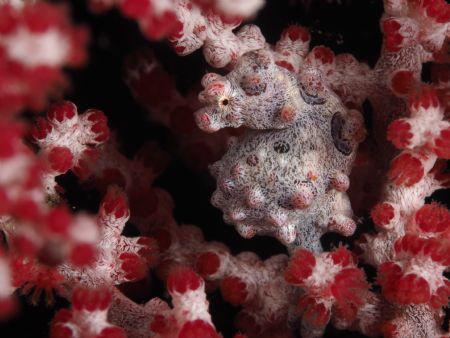 pygmy seahorse taken at Anilao, Batangas, Philipines at d... by Eng Guan Goh 