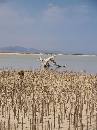 Mangrove shoots taken at Nabq park Sinai. by Anel Van Veelen 