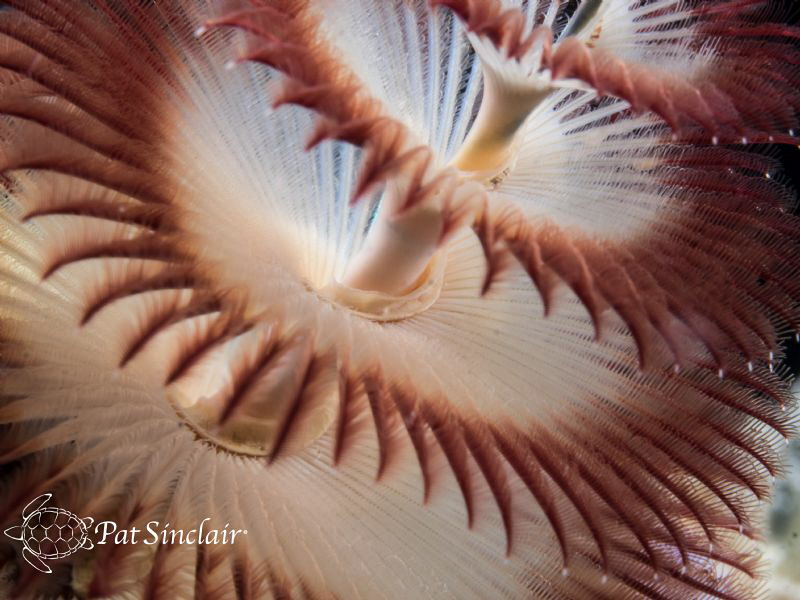 This Christmas Tree Worm was a rather ugly brownish color... by Patricia Sinclair 